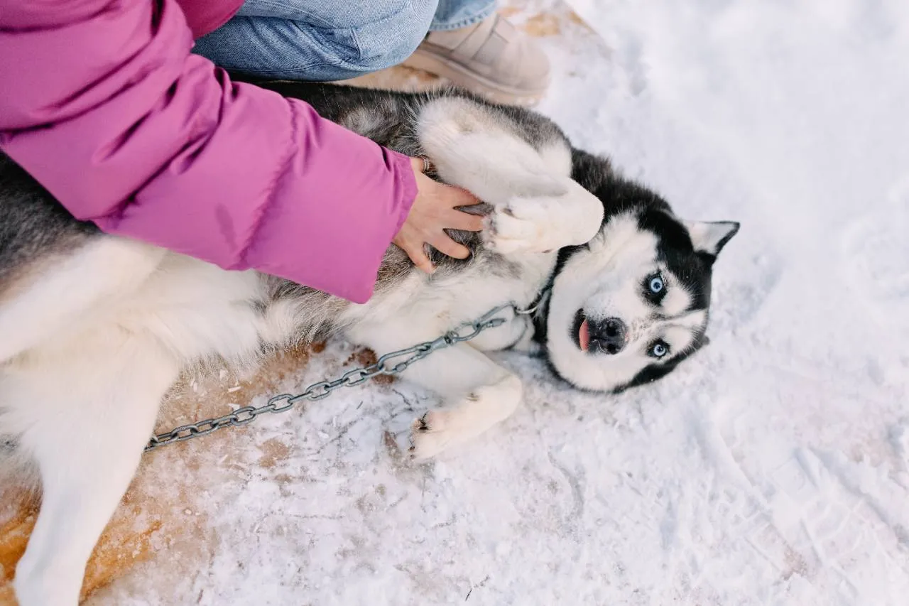 Bigfoots & Husky adventure COMBO